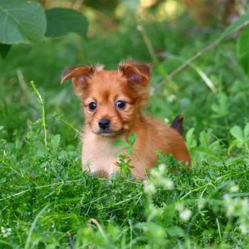 Baïko De la Nouknoukerie Mâle Petit chien russe