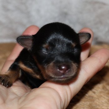 Balek De la Nouknoukerie Mâle Petit chien russe