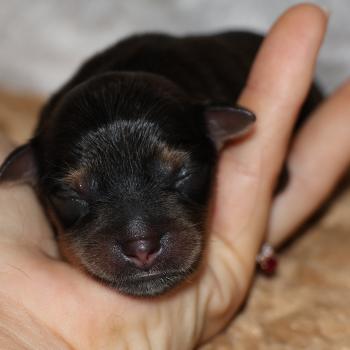 Balou De la Nouknoukerie Mâle Petit chien russe