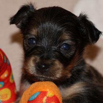 Balou De la Nouknoukerie Mâle Petit chien russe