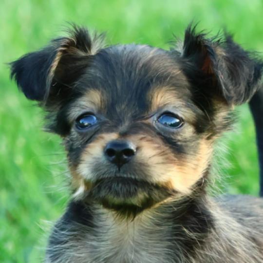 chiot Petit chien russe Fauve charbonné de noir Balou La Nouknoukerie  