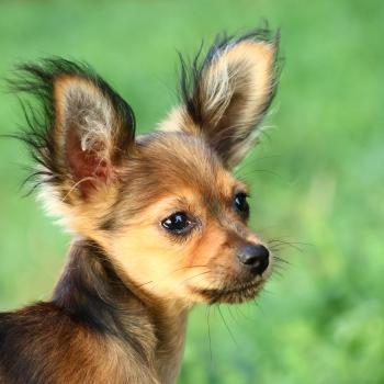 Balou De la Nouknoukerie Mâle Petit chien russe