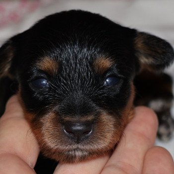 Baltho De la Nouknoukerie Mâle Petit chien russe