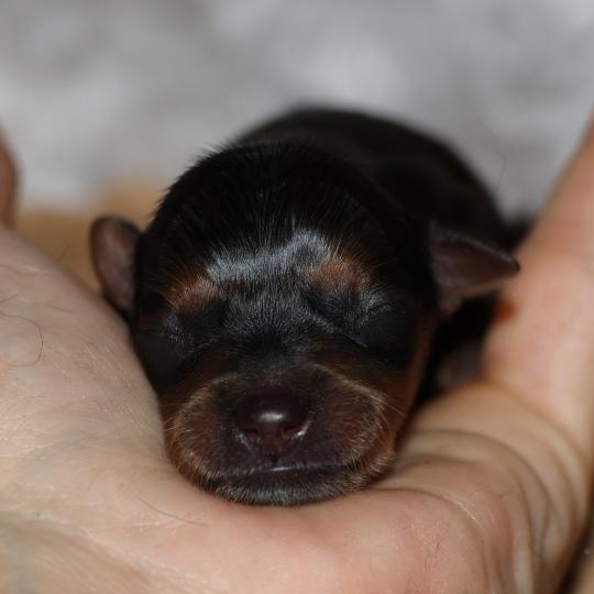 chiot Petit chien russe Fauve charbonné de noir Balzak La Nouknoukerie  