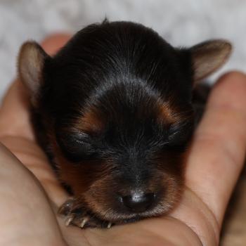 Balzak De la Nouknoukerie Mâle Petit chien russe