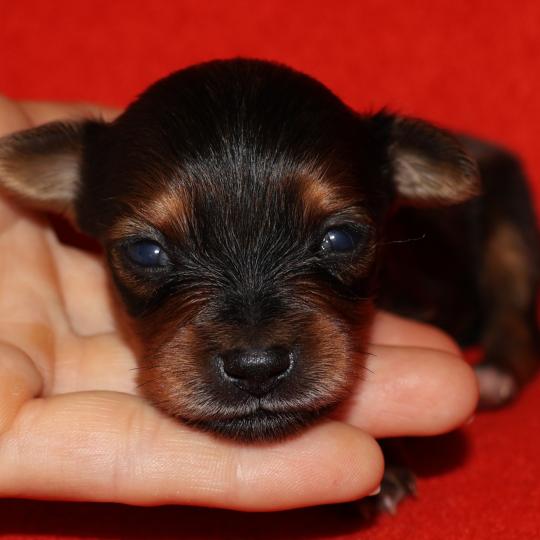 chiot Petit chien russe Fauve charbonné de noir Balzak La Nouknoukerie  