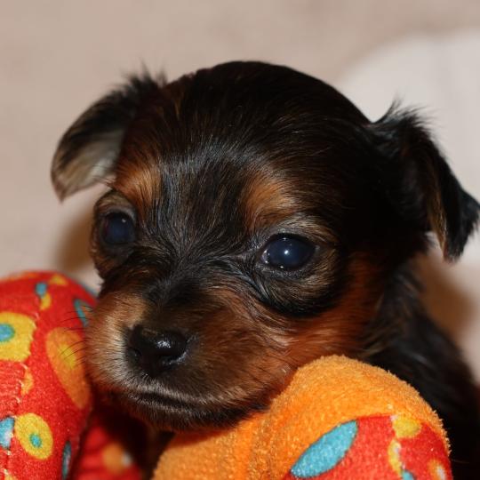 chiot Petit chien russe Fauve charbonné de noir Balzak La Nouknoukerie  