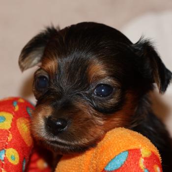 Balzak De la Nouknoukerie Mâle Petit chien russe