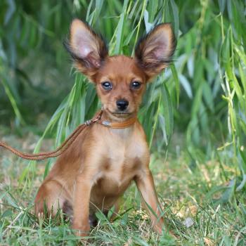 Balzak De la Nouknoukerie Mâle Petit chien russe