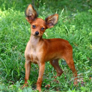 Balzak De la Nouknoukerie Mâle Petit chien russe