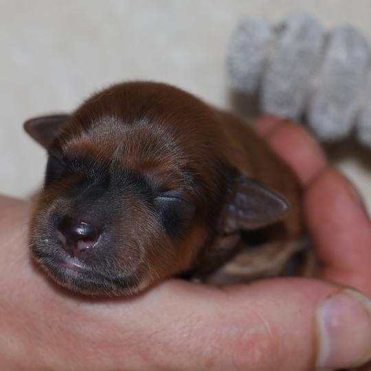 Basko De la Nouknoukerie Mâle Petit chien russe