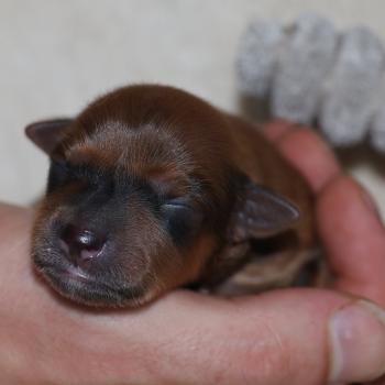 Basko De la Nouknoukerie Mâle Petit chien russe