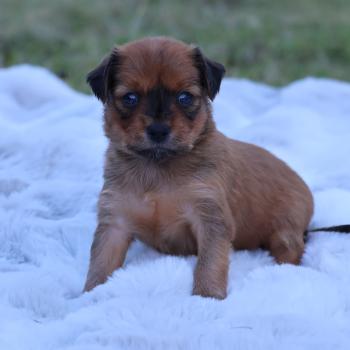 Basko De la Nouknoukerie Mâle Petit chien russe
