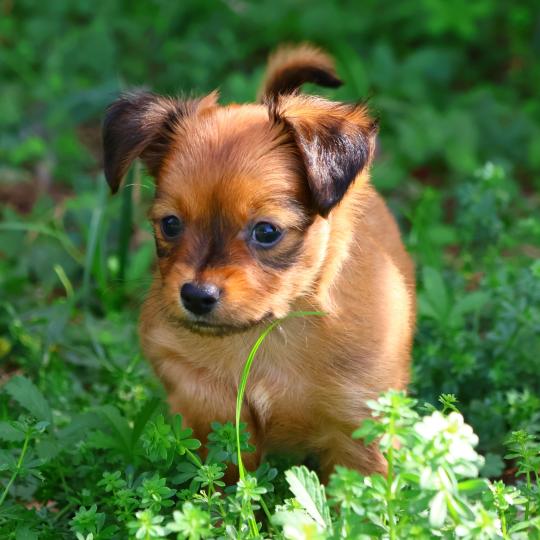 chiot Petit chien russe Fauve rouge charbonné de noir Basko La Nouknoukerie  
