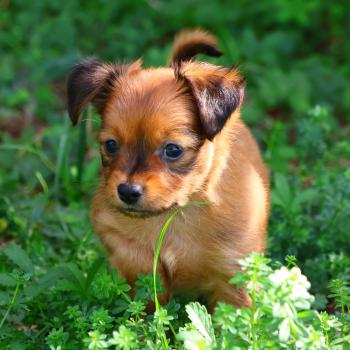 Basko De la Nouknoukerie Mâle Petit chien russe