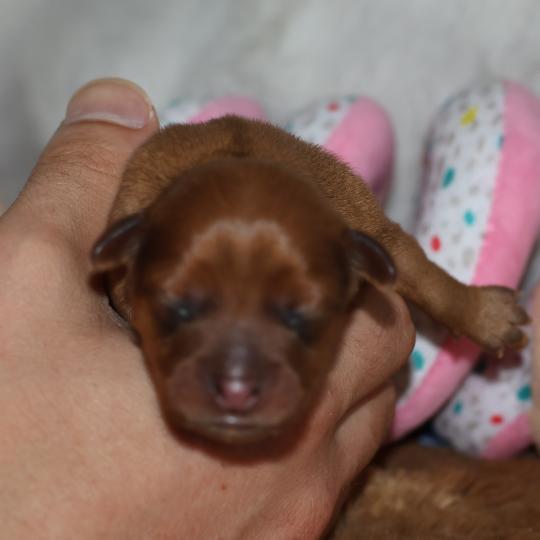 chiot Petit chien russe Fauve rouge Basta La Nouknoukerie  