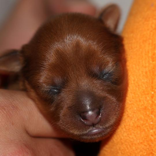 chiot Petit chien russe Fauve rouge Basta La Nouknoukerie  