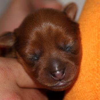 Basta De la Nouknoukerie Mâle Petit chien russe