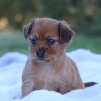 Basta De la Nouknoukerie Mâle Petit chien russe