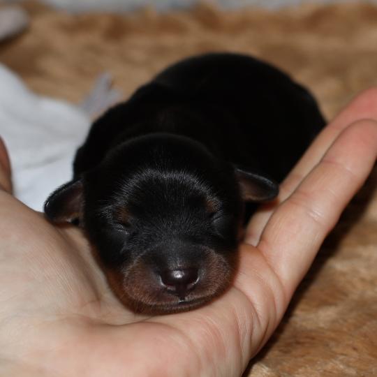 Béka De la Nouknoukerie Femelle Petit chien russe