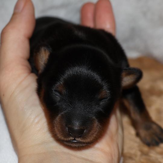 chiot Petit chien russe Noir et Feu Béka La Nouknoukerie  