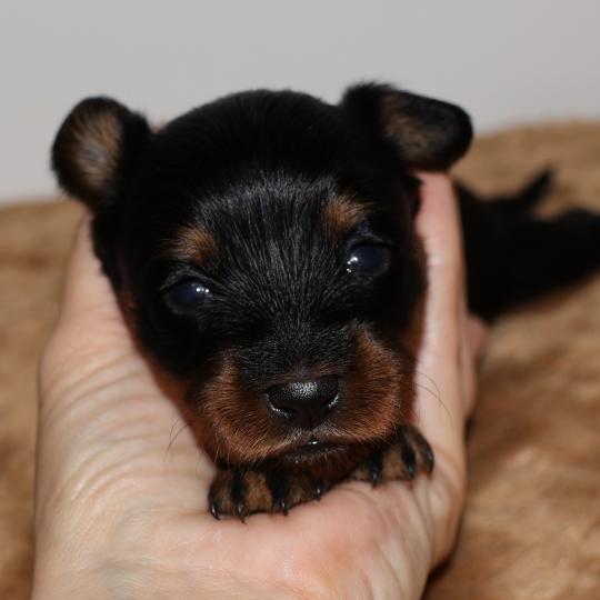 chiot Petit chien russe Noir et Feu Béka La Nouknoukerie  