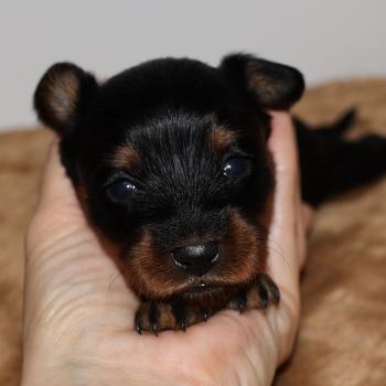 Béka De la Nouknoukerie Femelle Petit chien russe