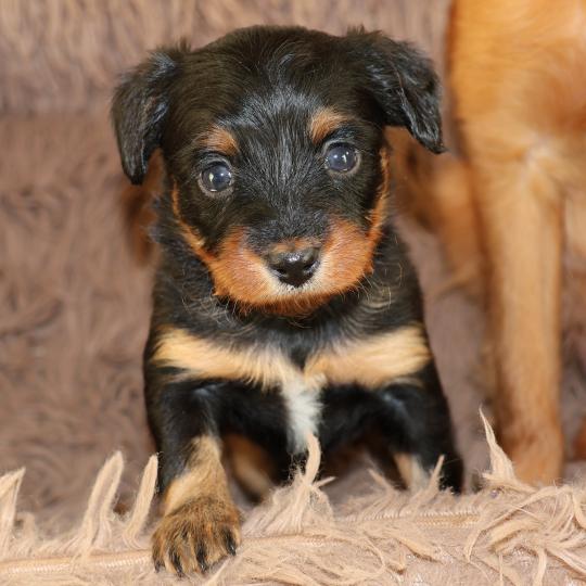 chiot Petit chien russe Noir et Feu Béka La Nouknoukerie  
