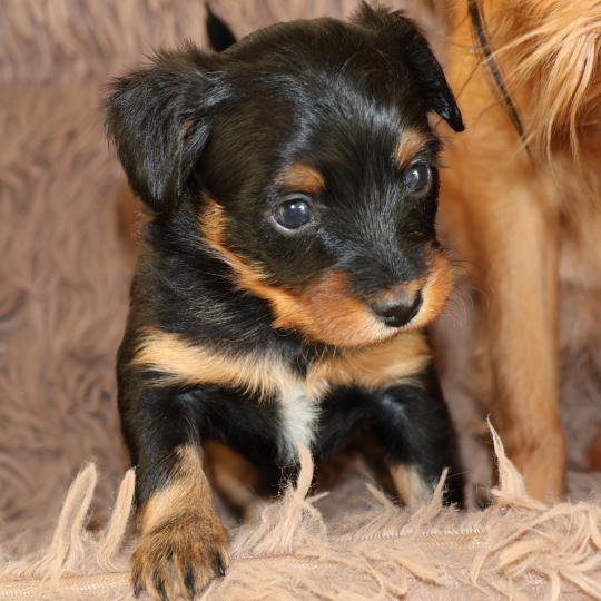 chiot Petit chien russe Noir et Feu Béka La Nouknoukerie  