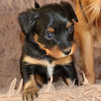 Béka De la Nouknoukerie Femelle Petit chien russe