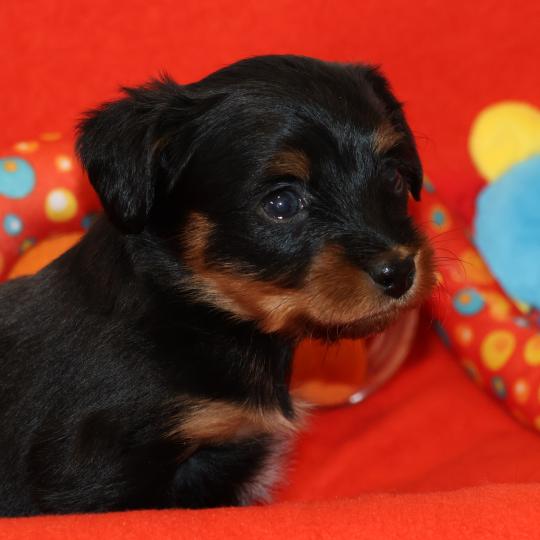 chiot Petit chien russe Noir et Feu Béka La Nouknoukerie  