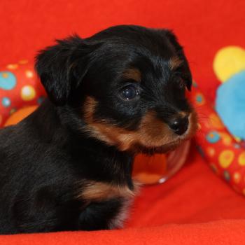 Béka De la Nouknoukerie Femelle Petit chien russe