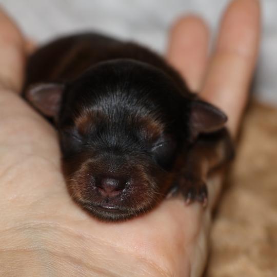 chiot Petit chien russe Fauve charbonné de noir Benjy La Nouknoukerie  