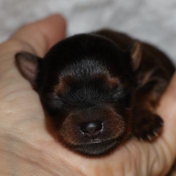 Benjy De la Nouknoukerie Mâle Petit chien russe