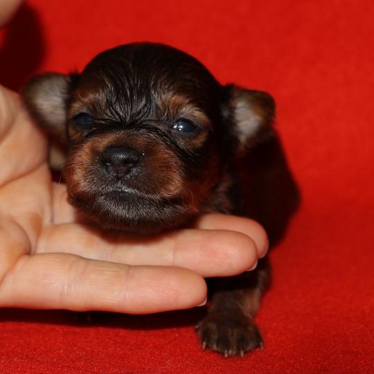 chiot Petit chien russe Fauve charbonné de noir Benjy La Nouknoukerie  