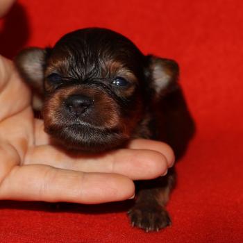 Benjy De la Nouknoukerie Mâle Petit chien russe
