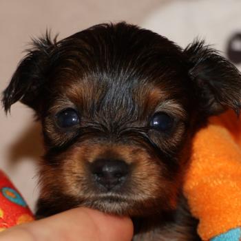 Benjy De la Nouknoukerie Mâle Petit chien russe