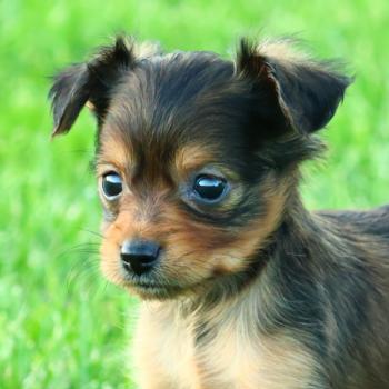 Benjy De la Nouknoukerie Mâle Petit chien russe