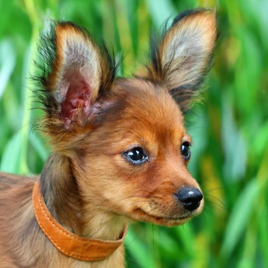 chiot Petit chien russe Fauve charbonné de noir Benjy La Nouknoukerie  