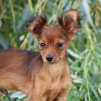 Benjy De la Nouknoukerie Mâle Petit chien russe