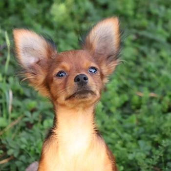 Benjy De la Nouknoukerie Mâle Petit chien russe