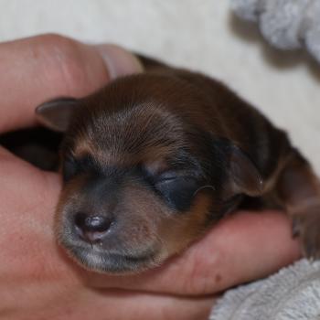 Berok De la Nouknoukerie Mâle Petit chien russe