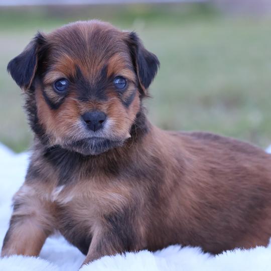 chiot Petit chien russe Fauve charbonné de noir Berok La Nouknoukerie  