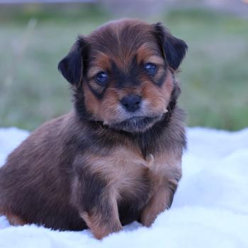 Berok De la Nouknoukerie Mâle Petit chien russe