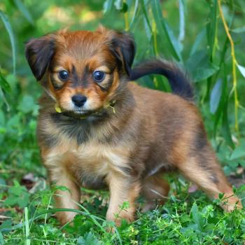 Berok De la Nouknoukerie Mâle Petit chien russe