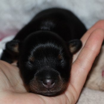 Betty Boop De la Nouknoukerie Femelle Petit chien russe