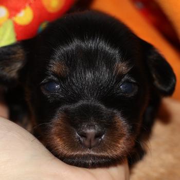 Betty Boop De la Nouknoukerie Femelle Petit chien russe