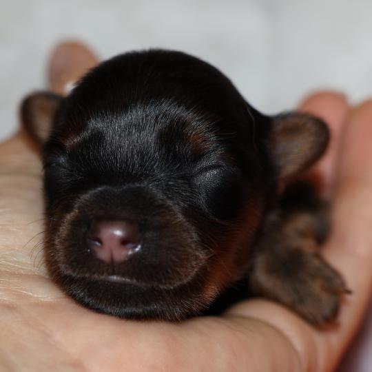 Boreas De la Nouknoukerie Mâle Petit chien russe