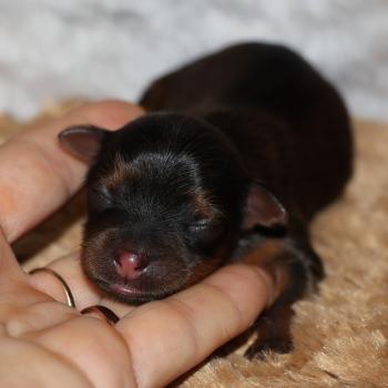 Bezos De la Nouknoukerie Mâle Petit chien russe