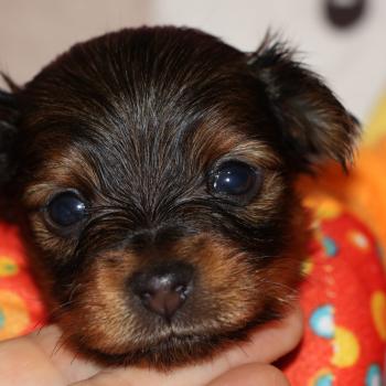 Bezos De la Nouknoukerie Mâle Petit chien russe